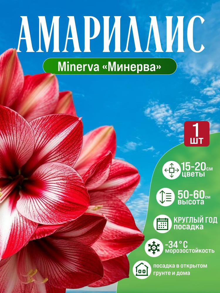 Луковицы Амариллиса Минерва для посадки 1 шт, Сад Надежды #1