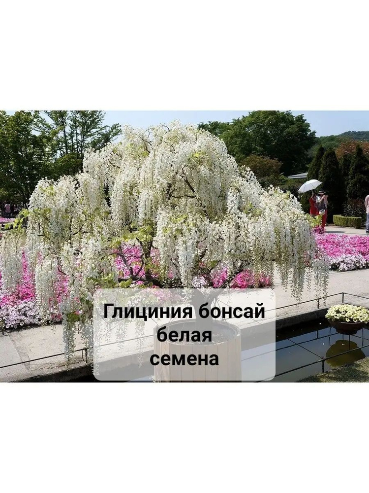 Семена ,2шт #1