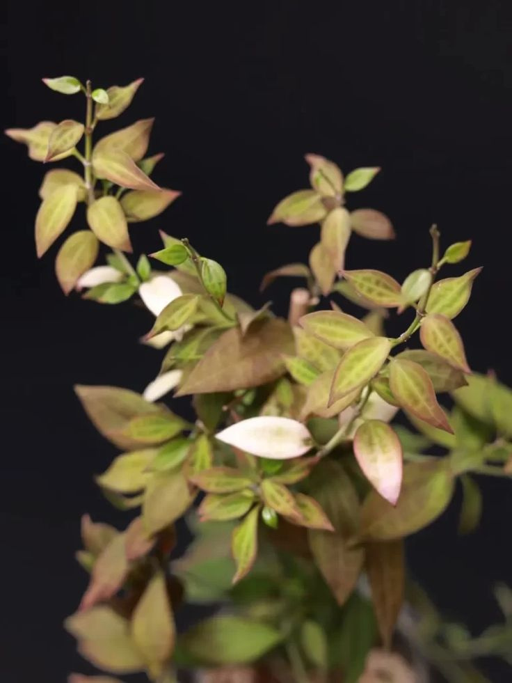 Hoya microdwarf Хойя СРЕЗ УЗЕЛ #1