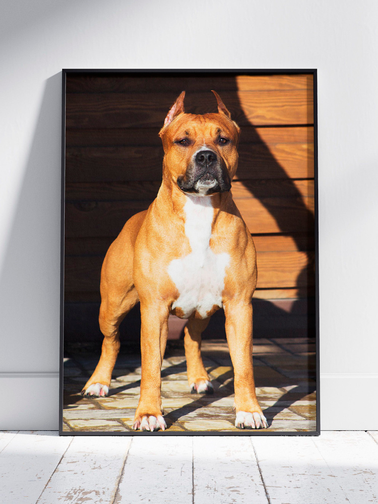 Постер HEAVEN POSTER Животные, Природа Американский Стаффордширский ...