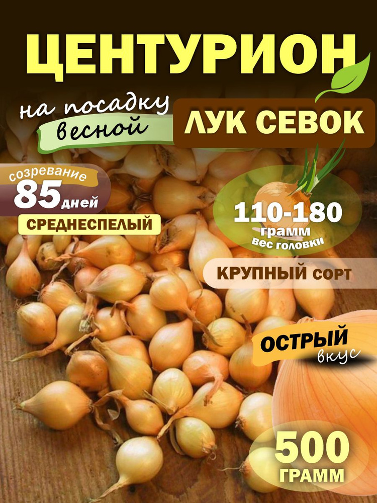 Лук севок ЦЕНТУРИОН для посадки весной #1