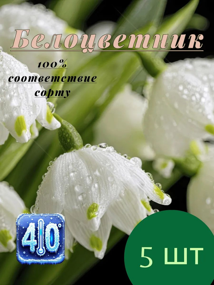 Белоцветник 5 луковиц #1
