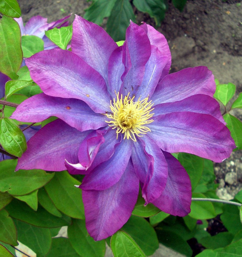 Клематис kakio фото и описание GARDEN FAVOURITES Clematis flower, Garden lovers club, Clematis