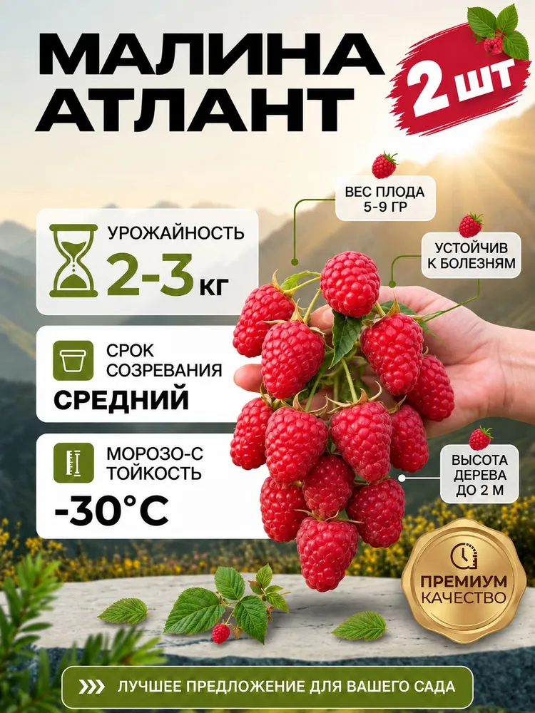 Саженец малины Атлант, крупноплодная, морозостойкая 2 шт, 2 шт