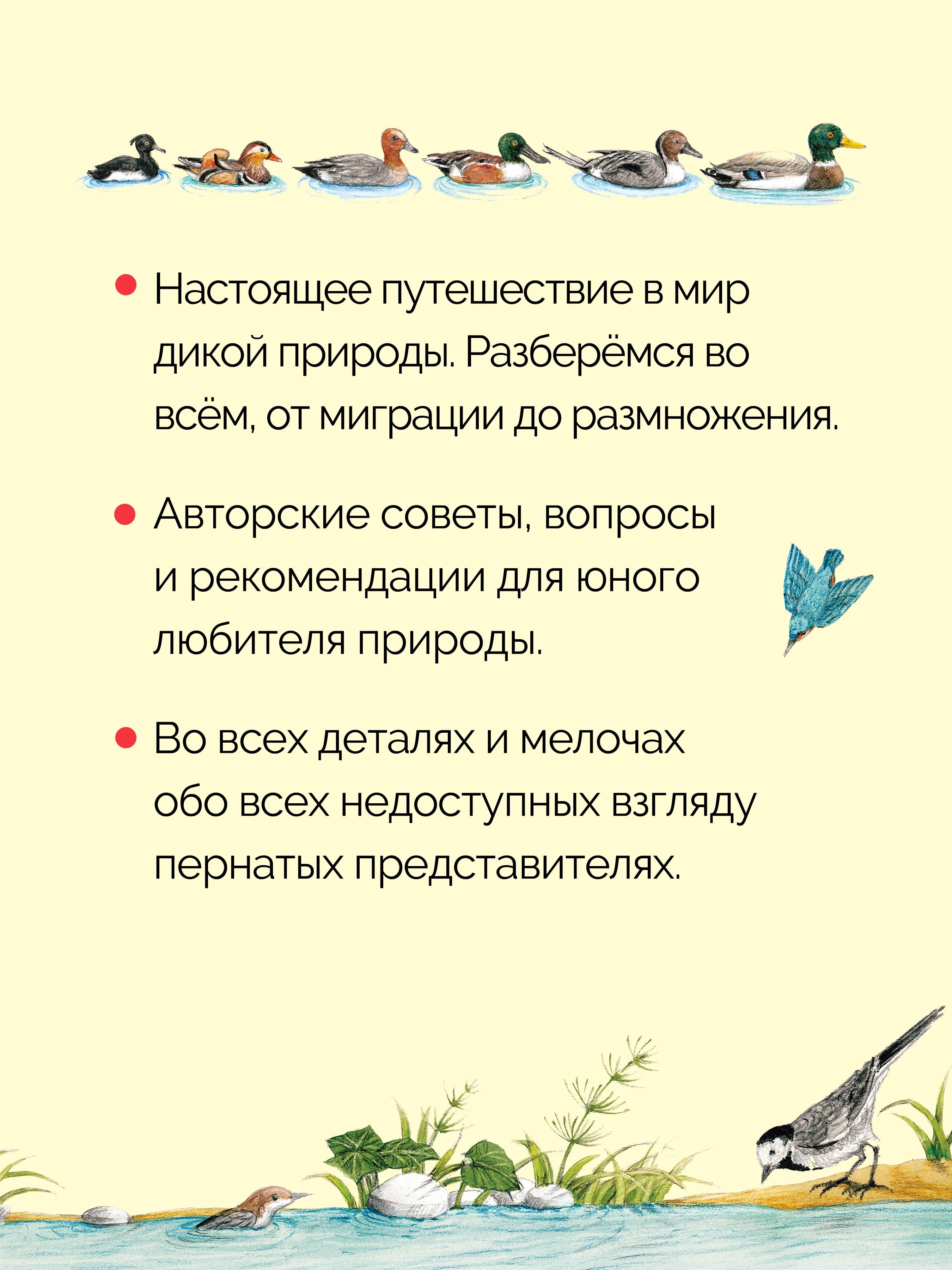 Книга о птицах. BIObook А. Толмачёва | A Book About Birds. BIObook by A. Tolmacheva - Ozon image 2
