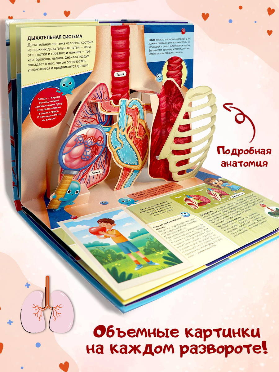 POP UP энциклопедия. Анатомия. Книжка-панорамка | Pop-Up Encyclopedia. Anatomy. Panoramic Book - Ozon image 2
