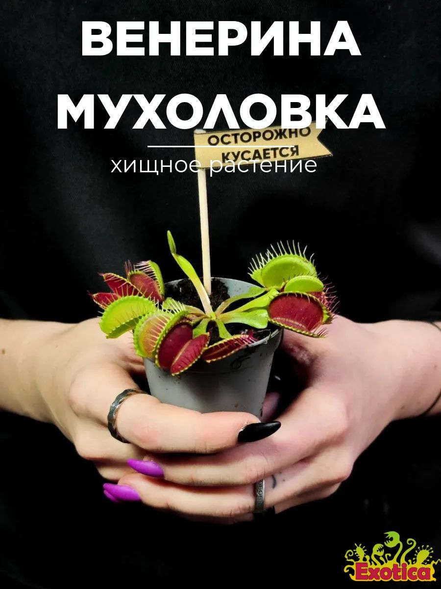 РассадаExotica