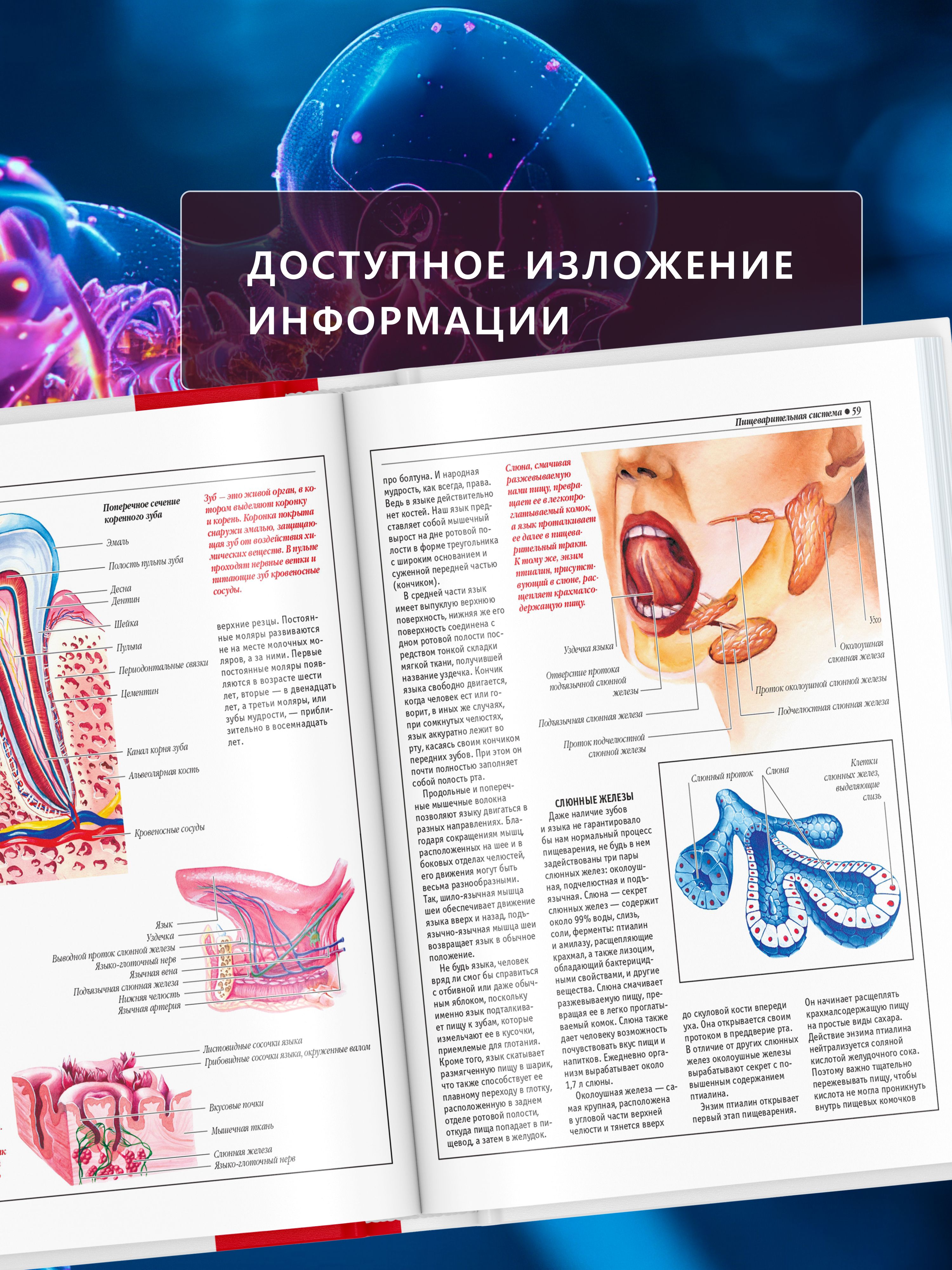 Книга Атлас анатомии человека, основы строения и физиологии | Atlas of Human Anatomy: Fundamentals of Structure and Physiology - Ozon image 3