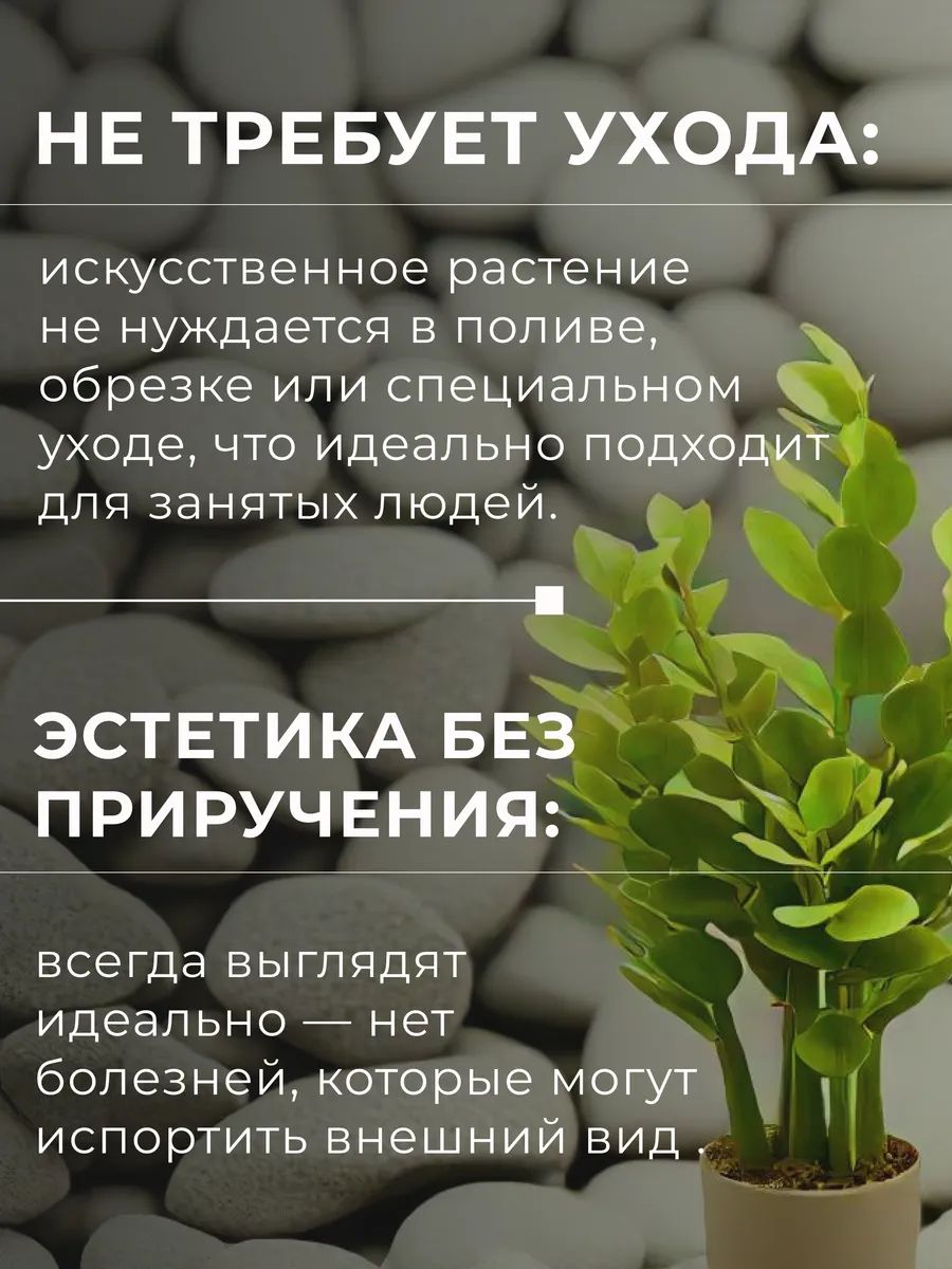 Замиакулькас 90cm DS2021-089 Китай