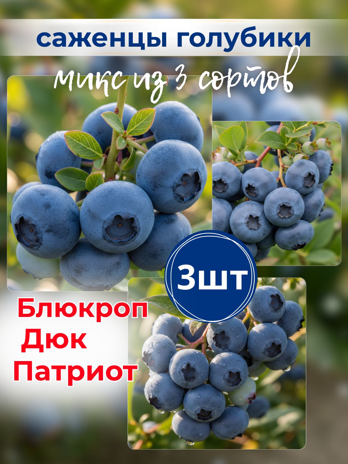 Саженец,3шт