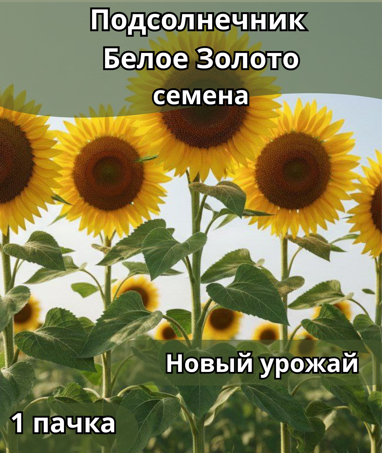 ПодсолнечникБелоеЗолото,семена10шт
