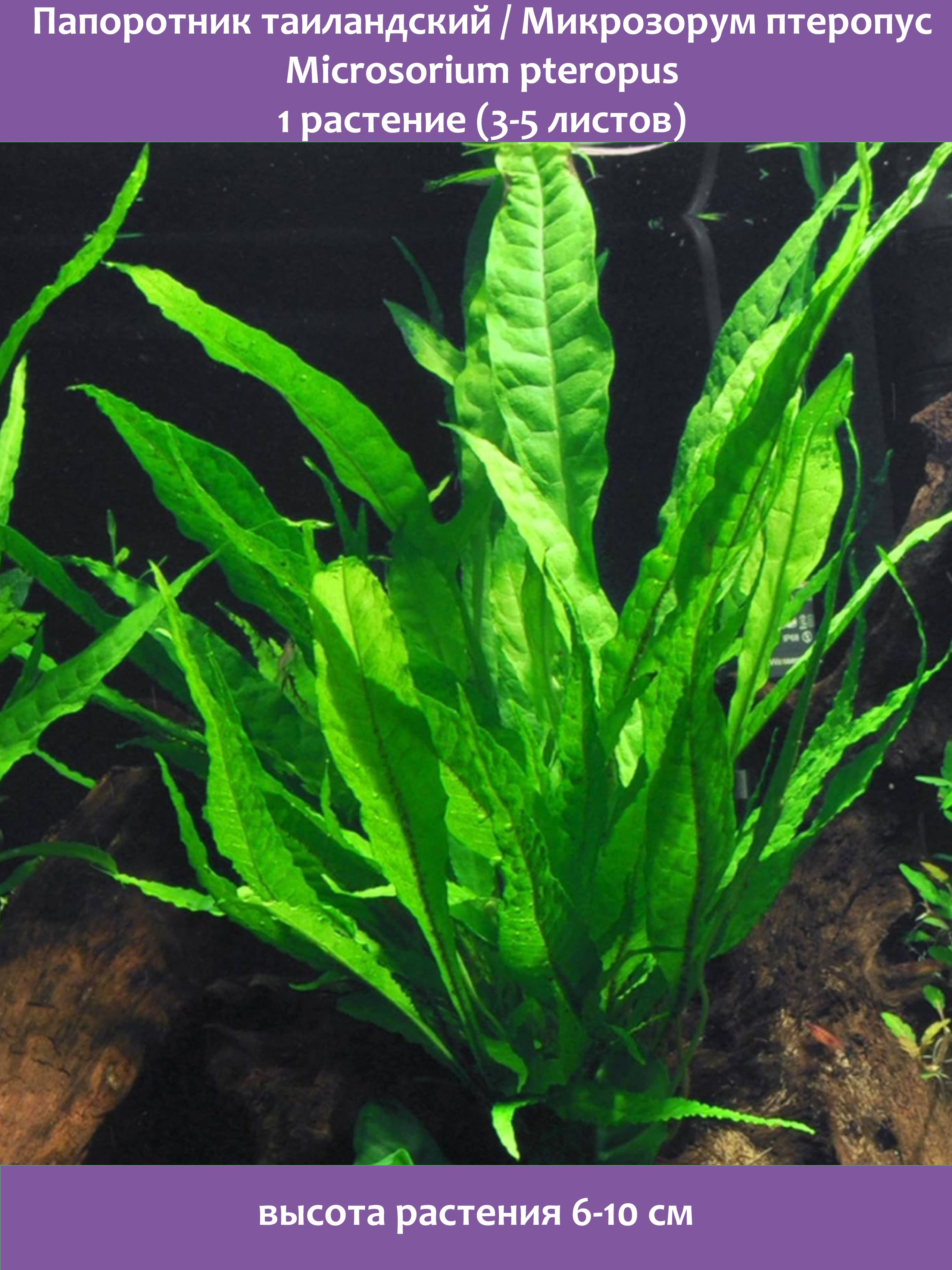 Bestfish24Папоротниктаиландский1растение(3-5листов)растениядляаквариума