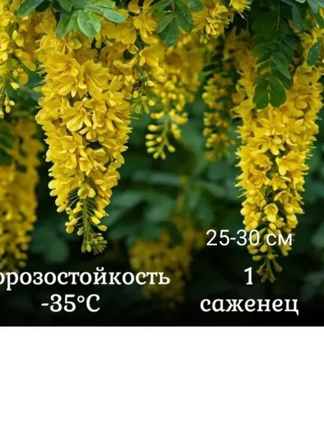 Саженец 1 шт #1