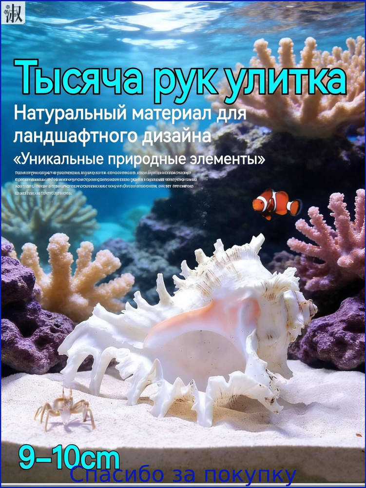 Ракушка морская, натуральная Мурекс, " Белая невеста" 9-10см./декорация для аквариума #1