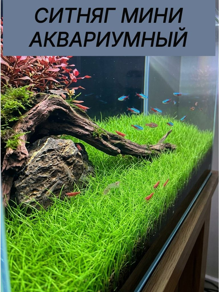 Растения для аквариума живые. Ситняг мини #1