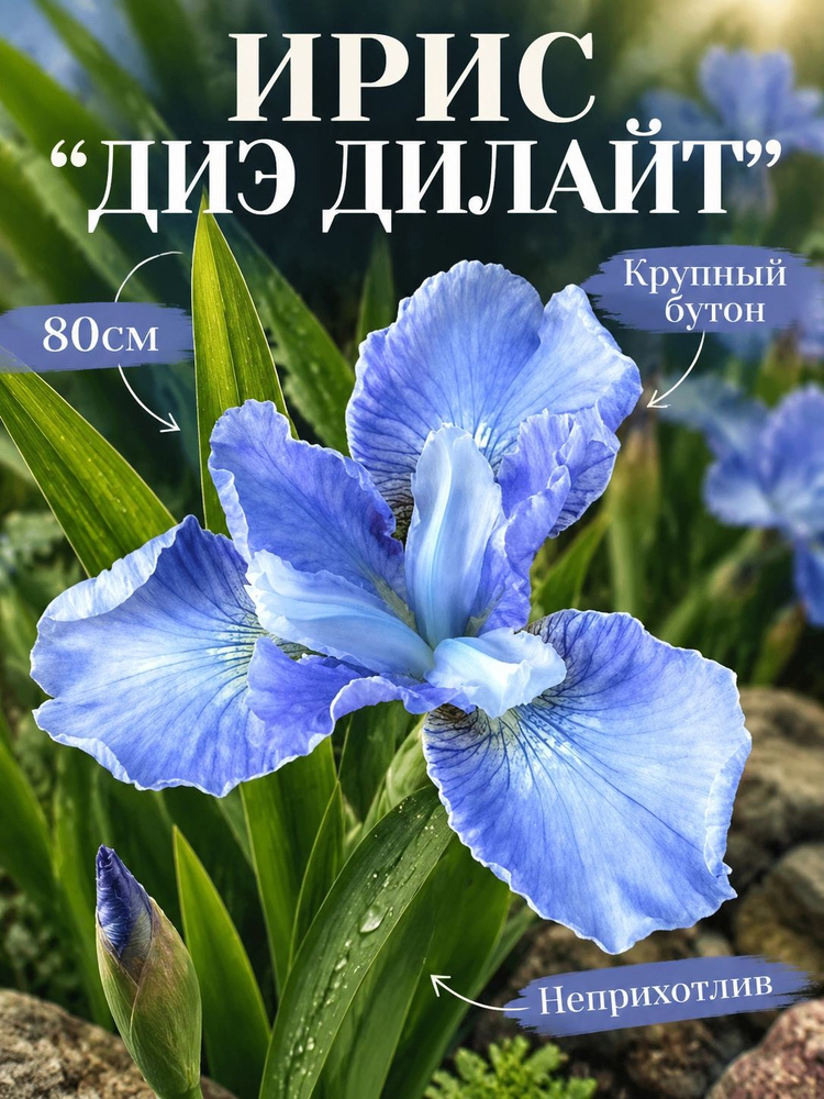 Ирис "Диэ Дилайт" #1