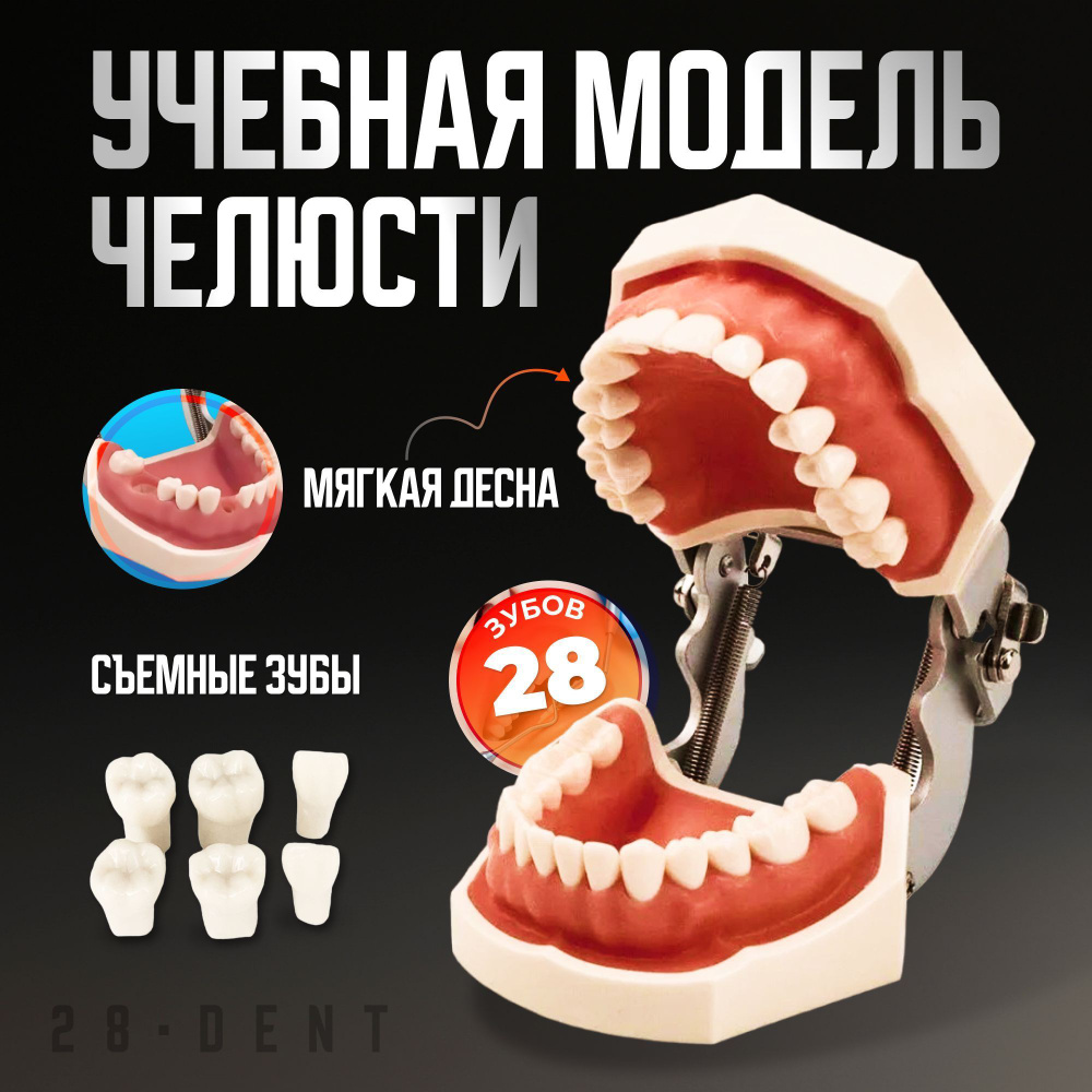 Cтоматологическая модель челюсти со съемными зубами 28Dent - купить с ...