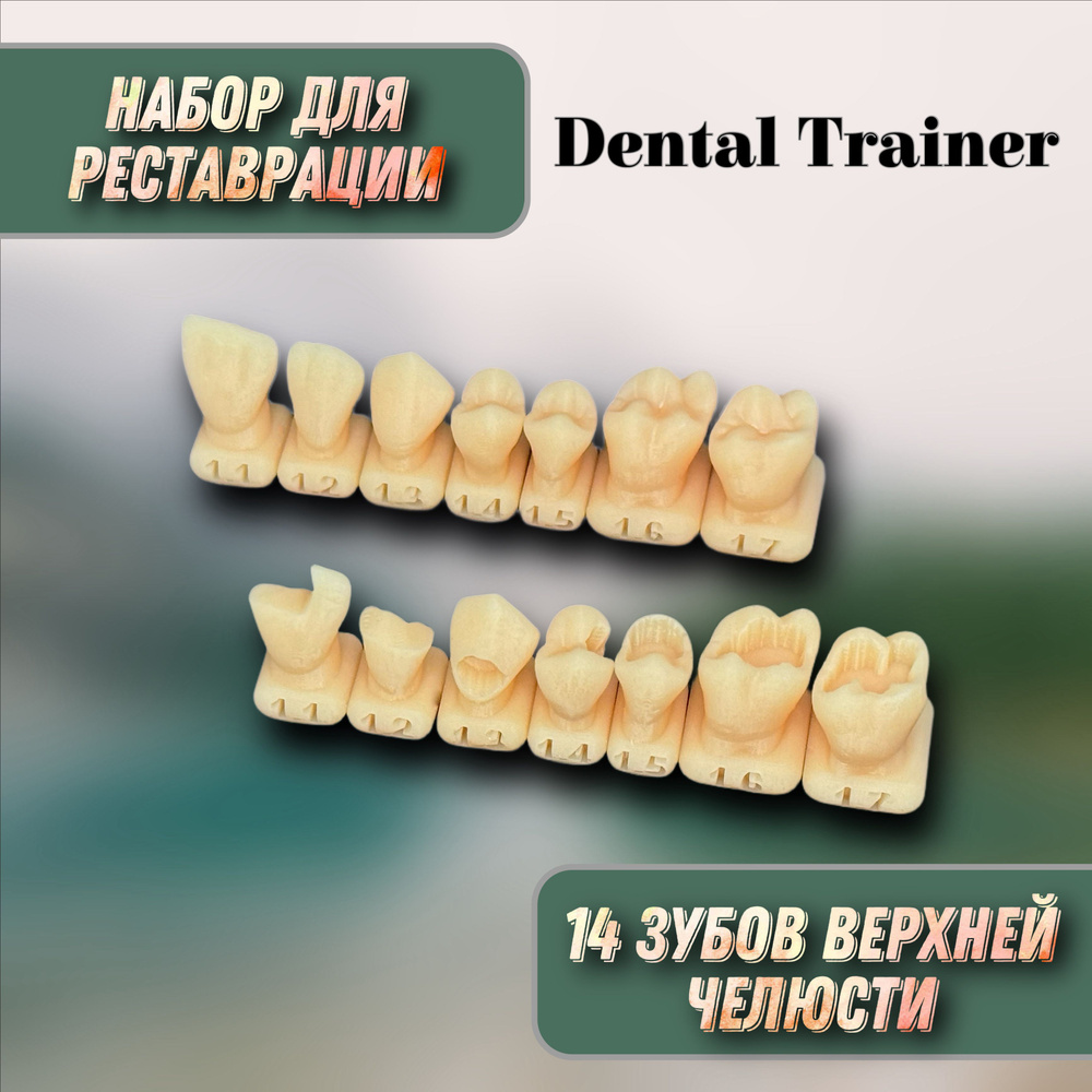 Набор зубов для реставрации верхняя челюсть - купить с доставкой по ...