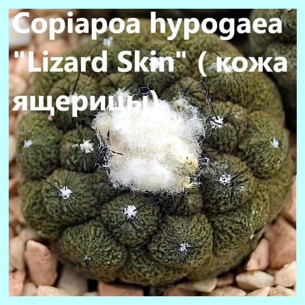 Семена кактуса - Copiapoa hypogaea "Lizard Skin" ( кожа ящерицы) (10 шт.) #1