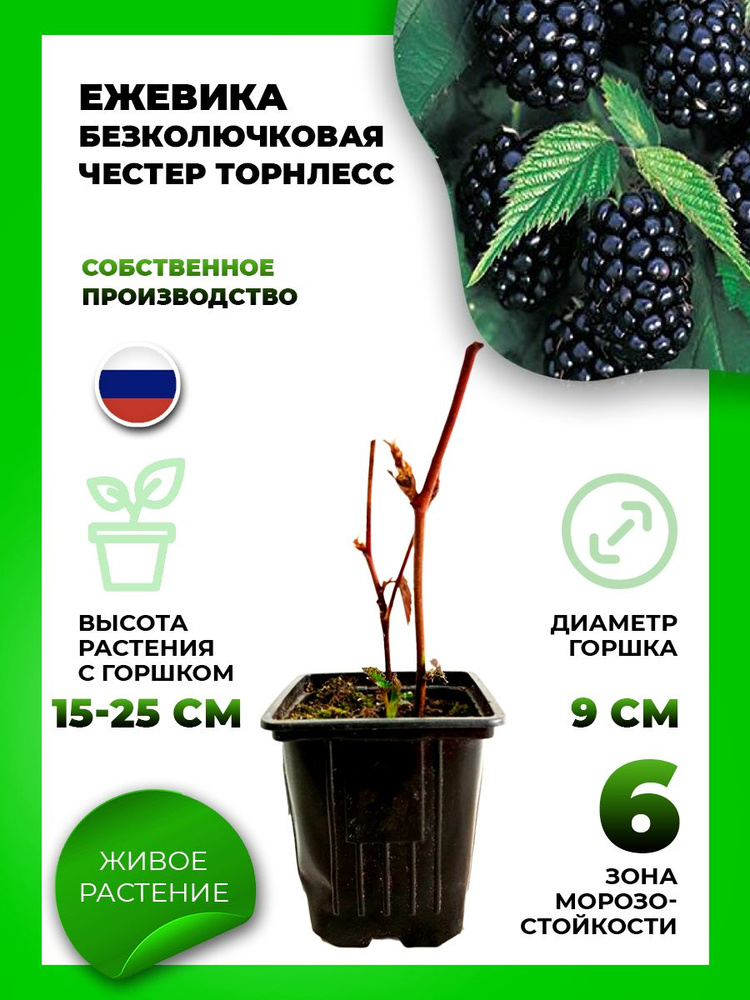 Ежевика без колючек Честер Торнлесс, в горшке Р9 - купить с доставкой ...