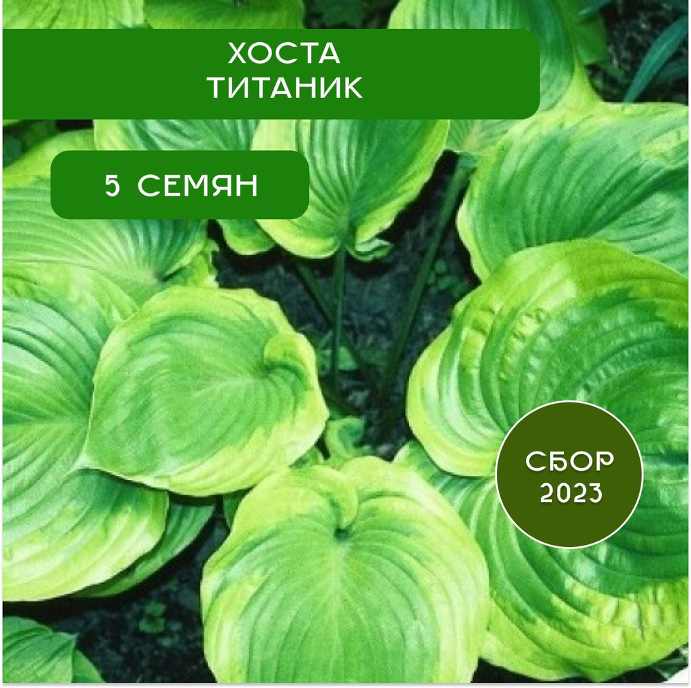 Хоста Титаник, семена, 5 шт #1