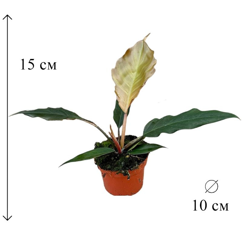 Филодендрон Чоко Эмпресс 10/15 см #1