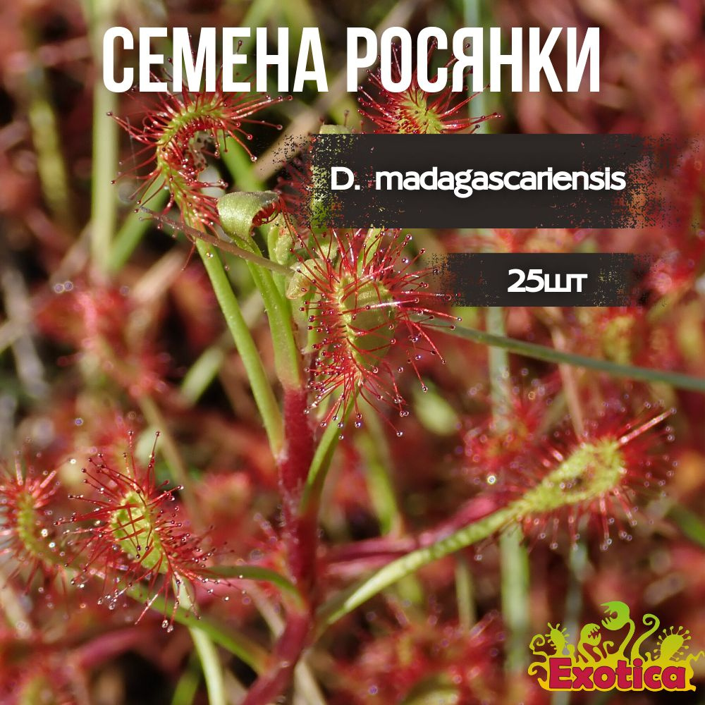 Exotica росянки Мадагаскарская - от 25шт семян в пачке - купить по ...