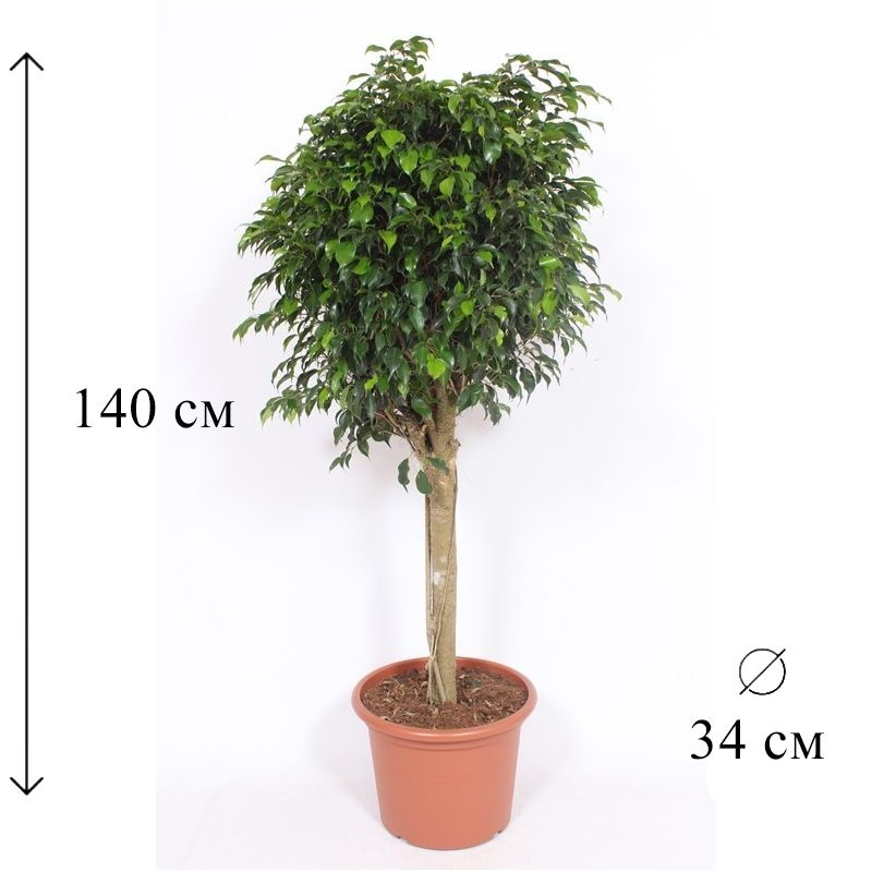 Фикус бенджамина Даниель штамб 34/140 см #1