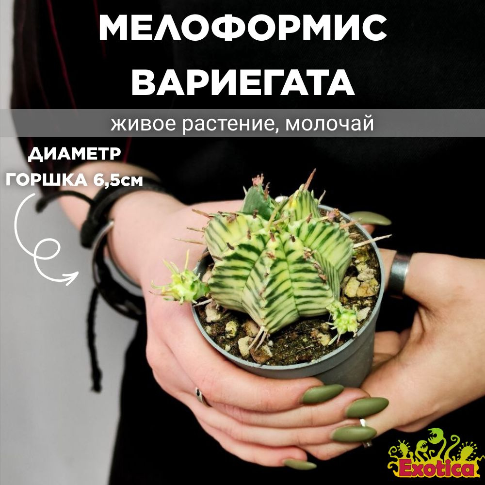 Эуфорбия Мелоформис Вариегата (Euphorbia Meloformis Variegata) D6,5см #1