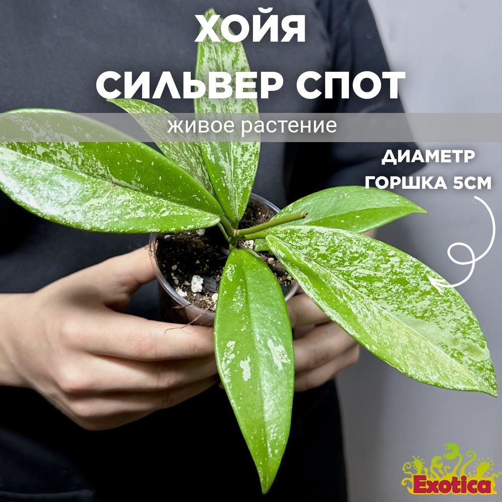 Хойя Сильвер Спот (Hoya Carnosa Pubicalyx Silverspots) D5см #1