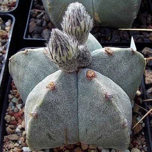 Семена Астрофитум - Astrophytum myriostigma (5 шт.) #1