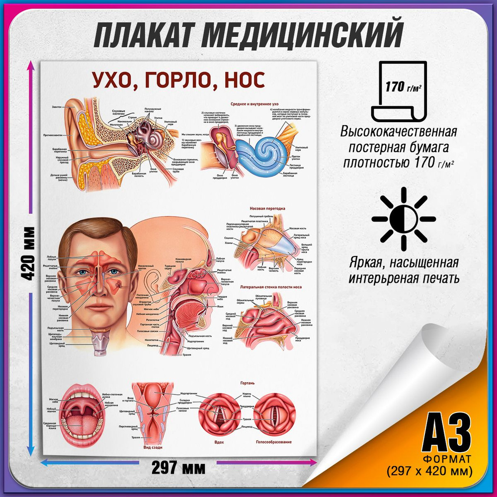 Плакат "Ухо, горло, нос", А-3 / Обучающий медицинский постер 30x42 см.  #1