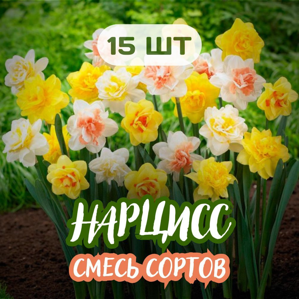 нарцисс 15шт Смесь разных сортов, Микс #1