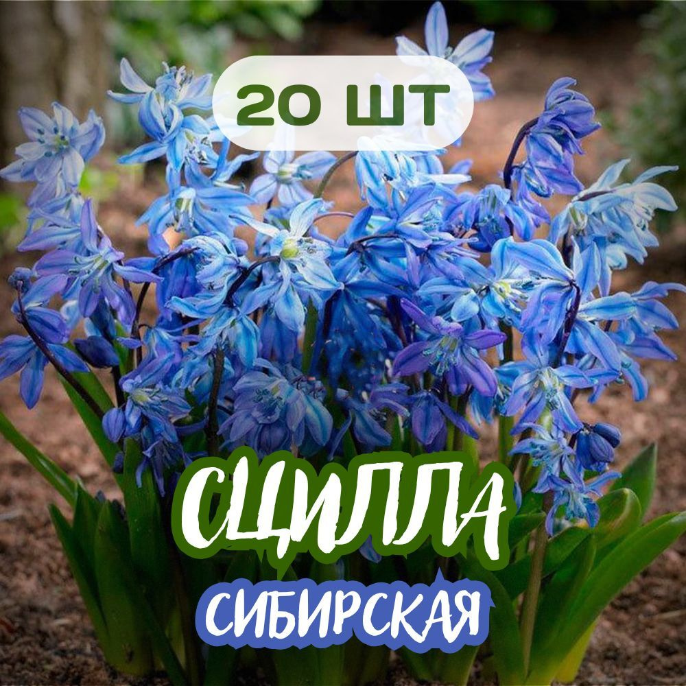 Сцилла Сибирская 20шт #1