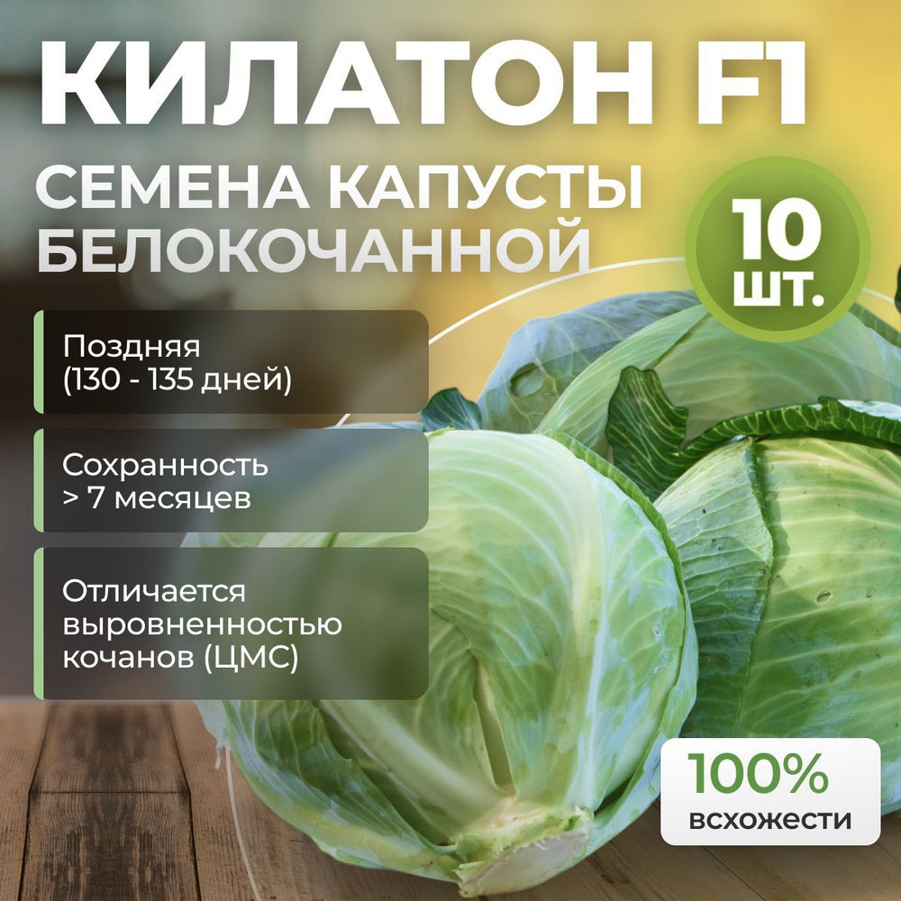 КИЛАТОН F1 семена капусты белокочанной, 10 шт (Syngenta / ALEXAGRO). Высокоурожайный, поздний гибрид #1