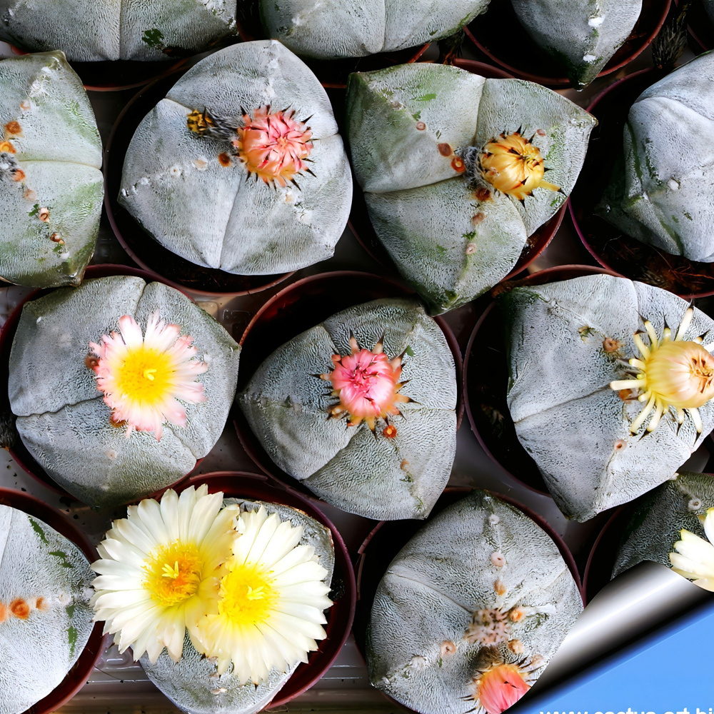 Семена Астрофитум - Astrophytum myriostigma 'Bohumil Schutz'(5 шт.) #1