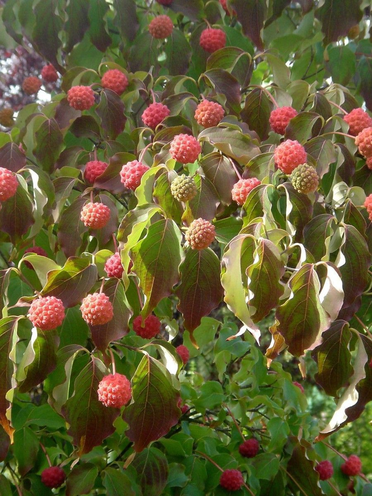 Семена Кизил китайский (Cornus kousa chinensis), 10 штук #1