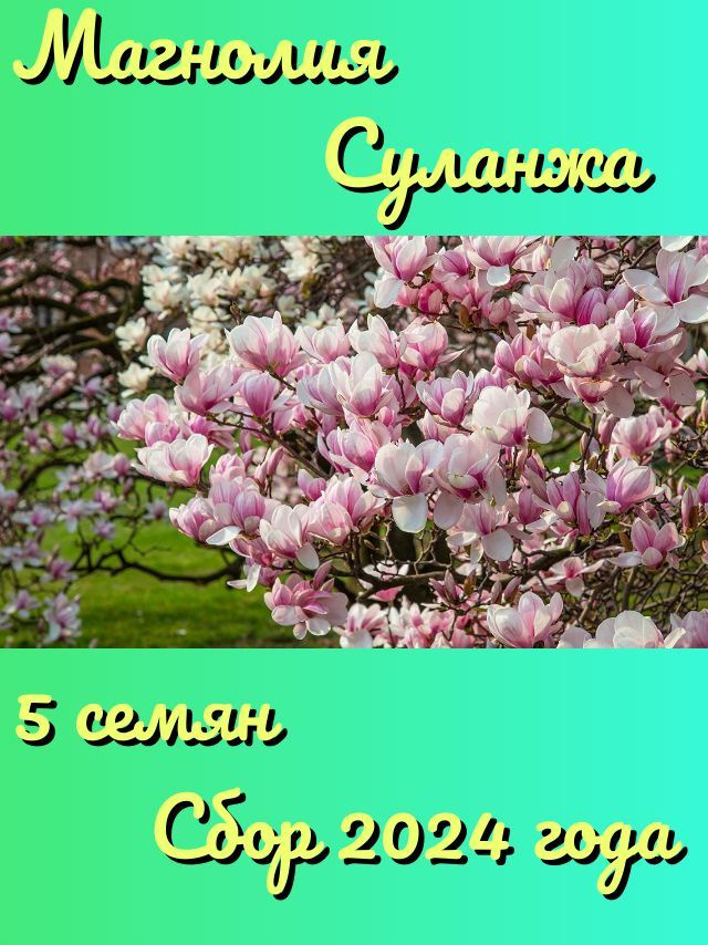 Семена Магнолия Суланжа 5 шт. #1