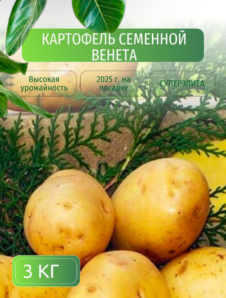 Картофель семенной клубни для посадки 3 кг купить на OZON по низкой ...