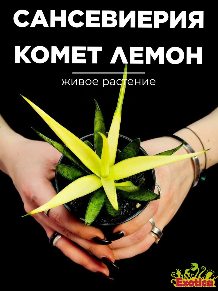 Сансевиерия Комет Кризанта Лемон (Sansevieria Comet Chrysanta Lemon) D7,5см, домашний цветок #1