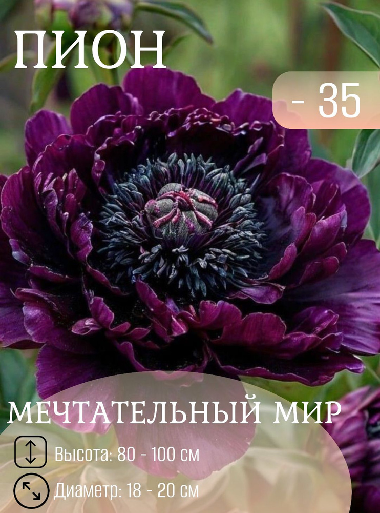 Пион саженцы многолетние #1