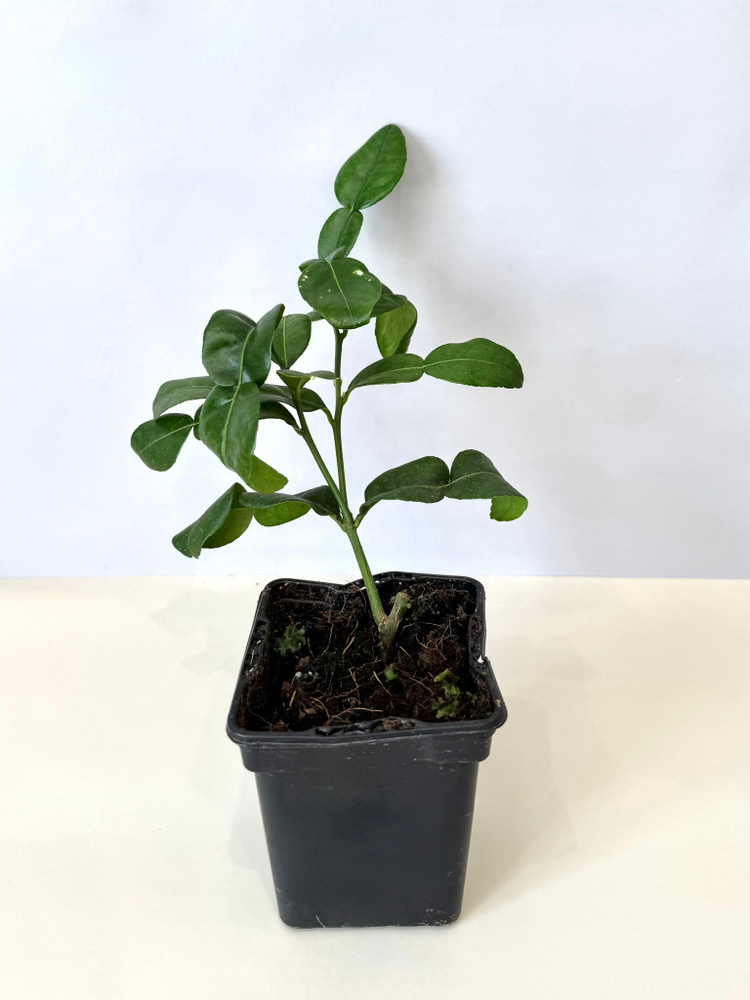 Лайм Кафрский саженец h-20см купить на OZON по низкой цене (2323741422)