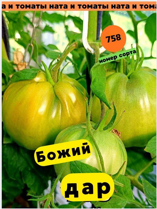 Коллекционные сорта томатов. Божий дар #1