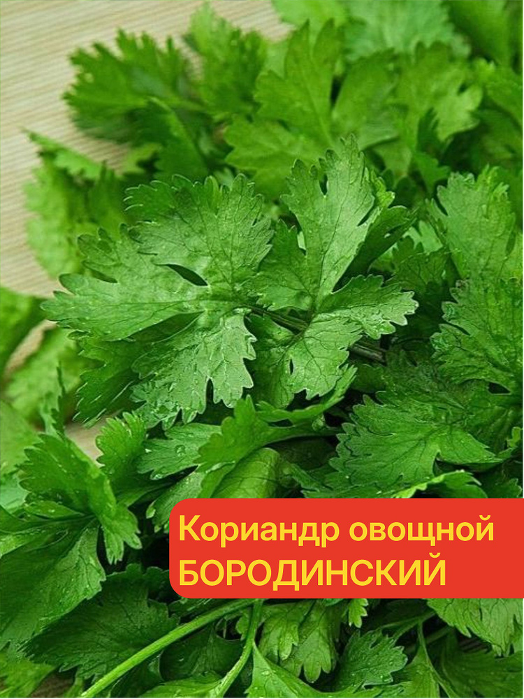 Кориандр овощной БОРОДИНСКИЙ (КИНЗА) - Урожай несколько раз за сезон!!! / Семена кинзы 3 гр - Агрофирма #1