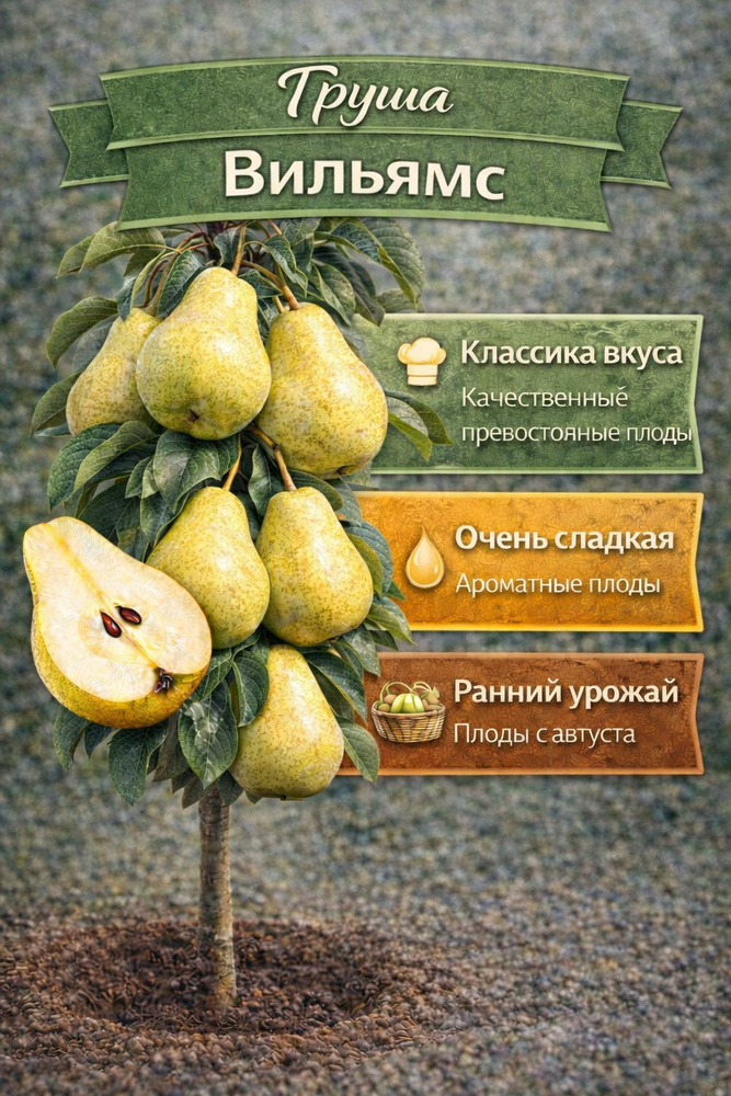 Груша Вильямс #1