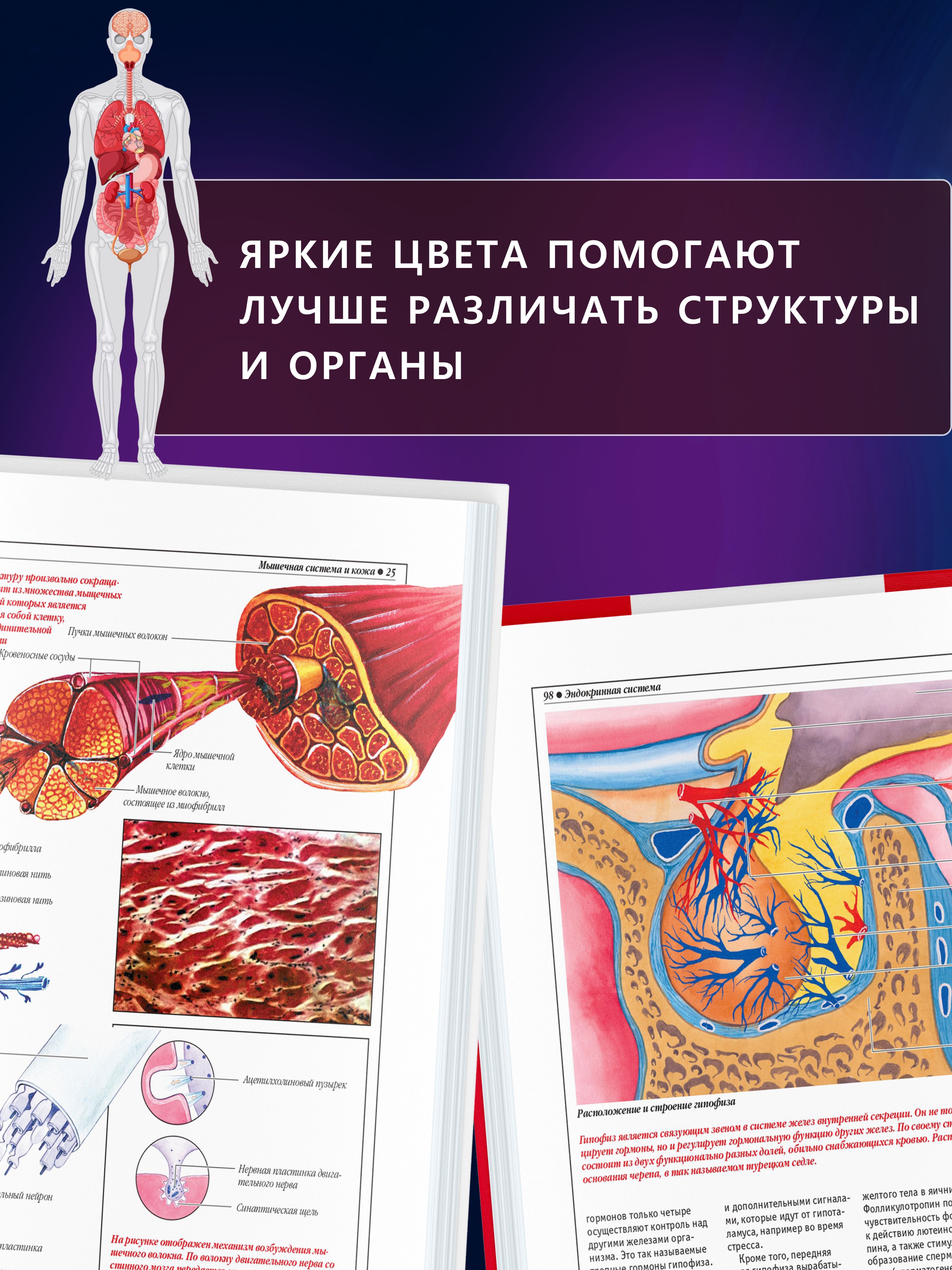 Книга Атлас анатомии человека, основы строения и физиологии | Atlas of Human Anatomy: Fundamentals of Structure and Physiology - Ozon image 5