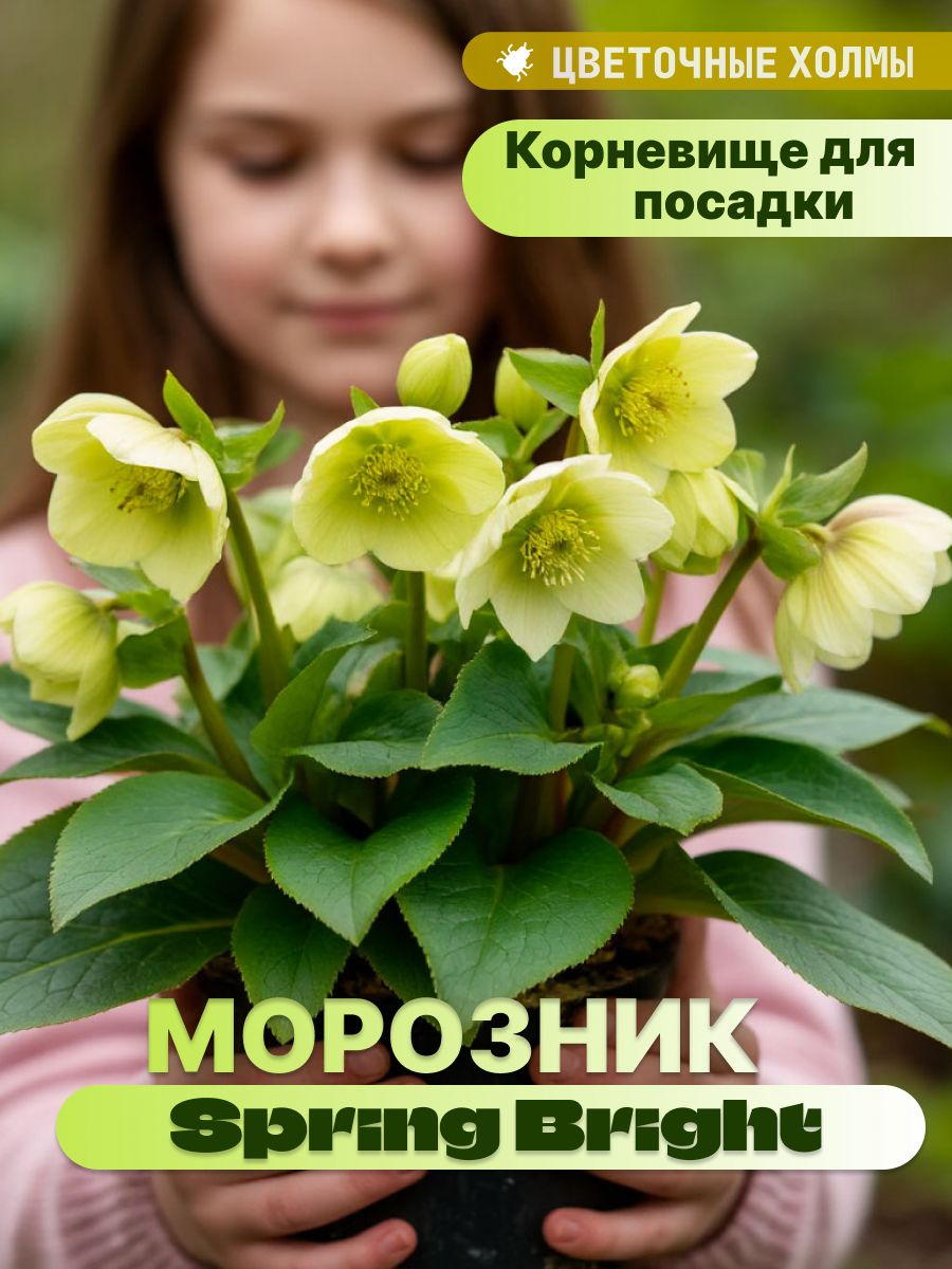 МорозникSpringBright(корневищедляпосадки1шт)/клубни,делёнкимноголетнихрастений,корни/длядачи,сада,домаибалкон