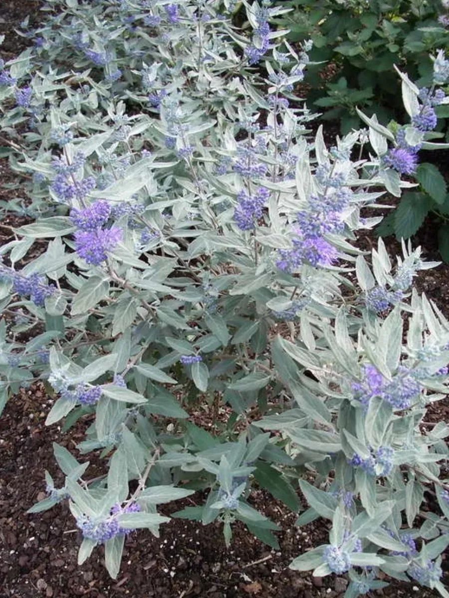 кариоптерис посадка и уход фото