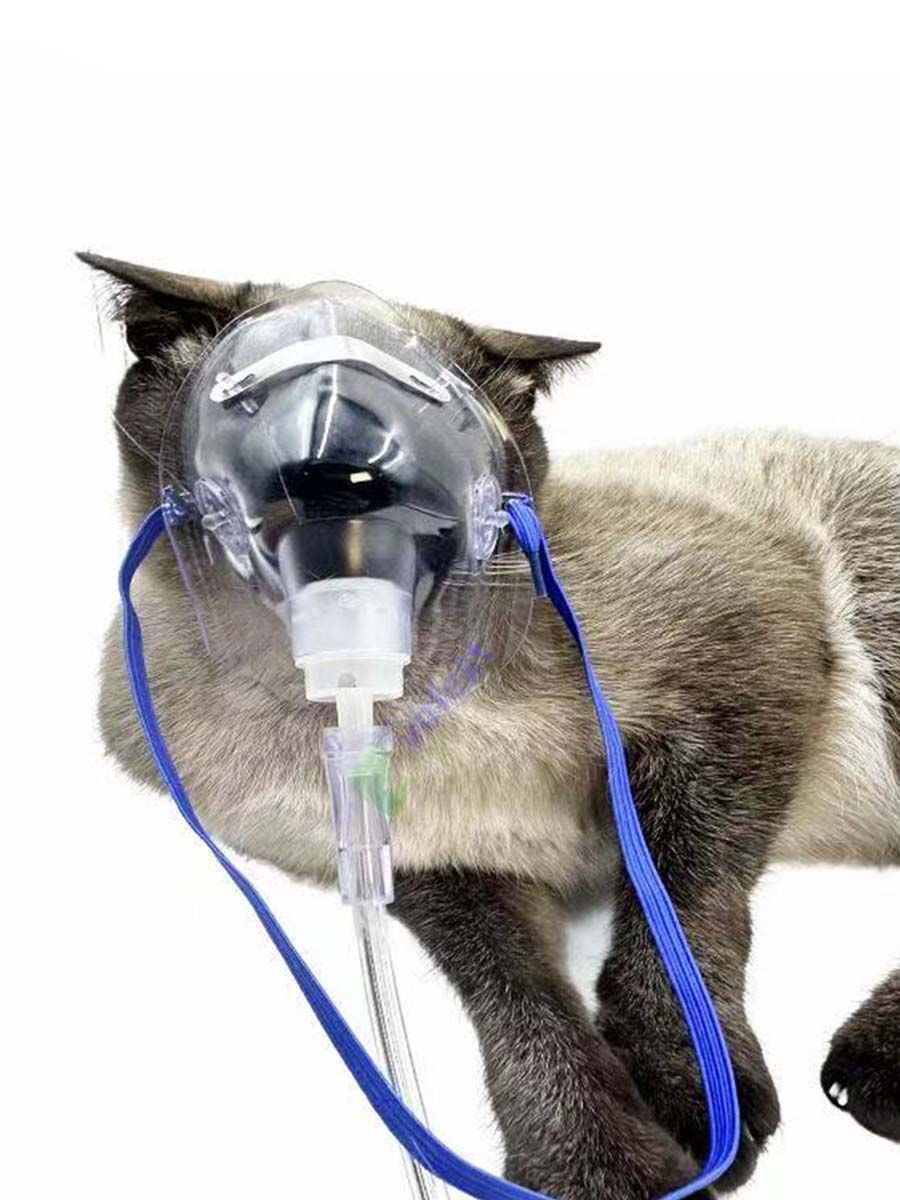 VARON Launches Portable Oxygen Bundle for Pet Care
