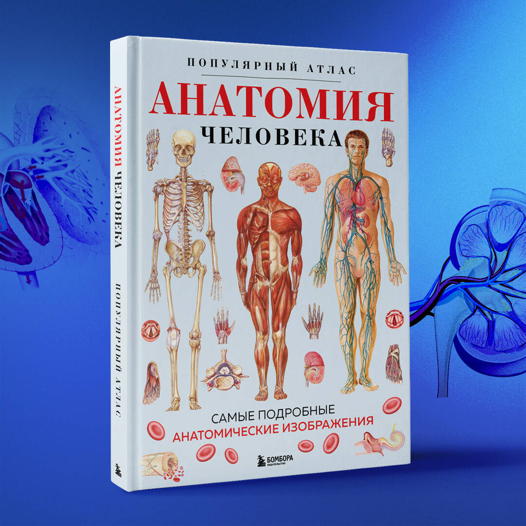 Анатомия человека. Популярный атлас. Самые подробные анатомические изображения | ANATOMY CHARTS - Ozon image 5